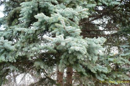 Picea pungens
